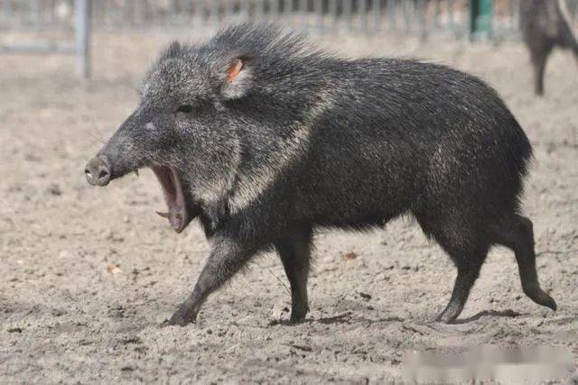 美洲一小野兽似猪非猪,遇敌不怂,能击退2倍大的美洲虎