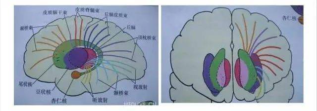 放射冠区位置示意图图片