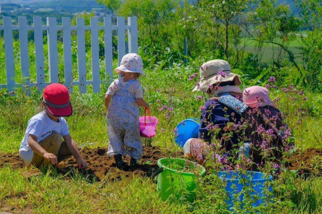 我在日本最美乡村有间小屋,种菜养羊,自给自足