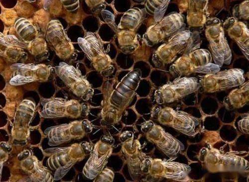 盗蜂的起因及其预防和制止