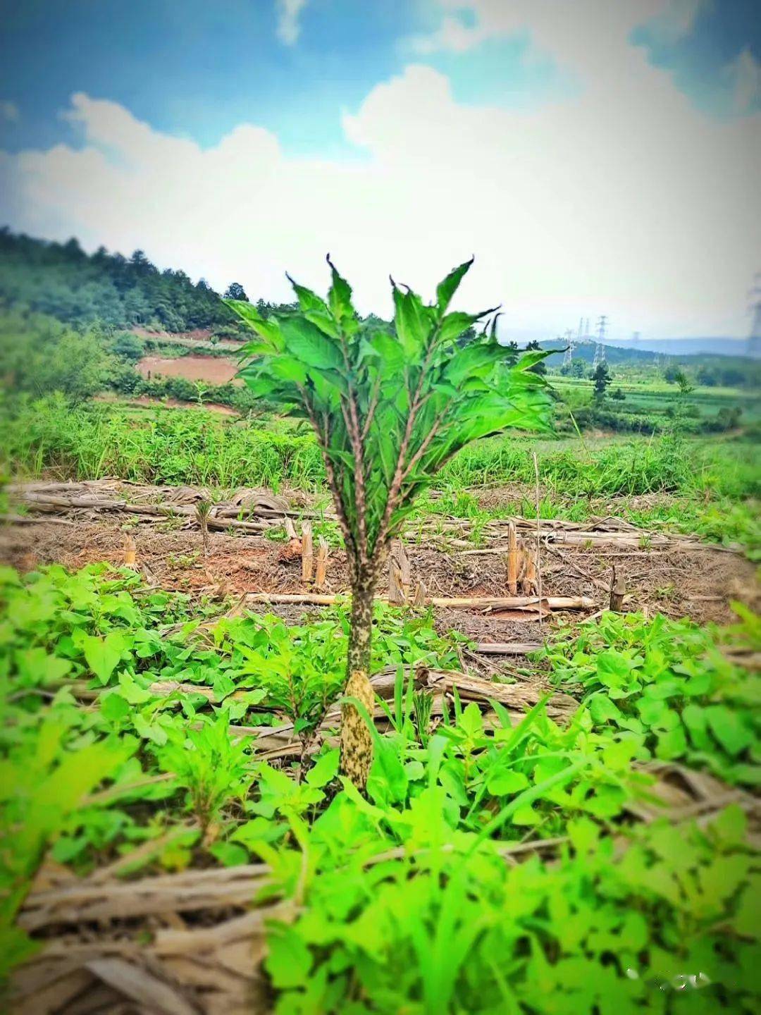 七月魔芋種植管理技術