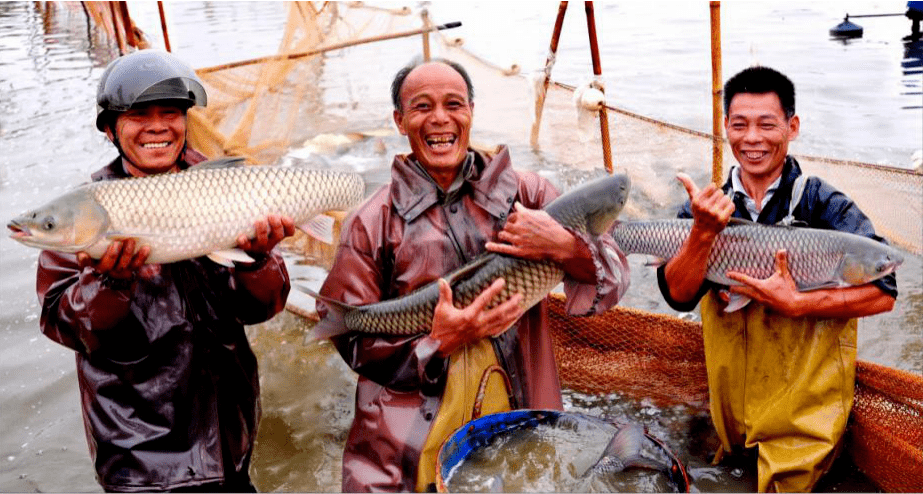 2017年,勝龍村脆肉鯇魚養殖面積達3000畝,年產量約4350噸,產值約10440