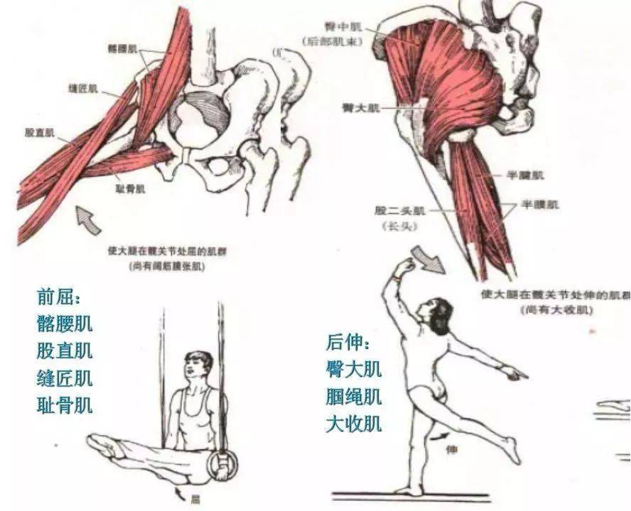 砂礫樣粗糙感旋轉 30-45°外展 30-45°內收 20-30°後伸 10-30°前屈