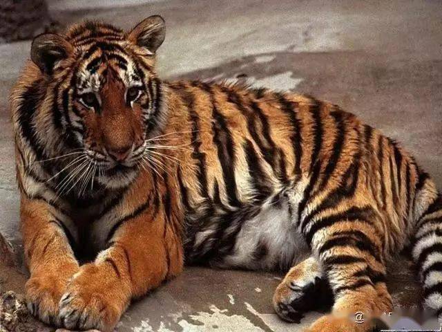 画老虎斑纹不会画教你一招把老虎放水里