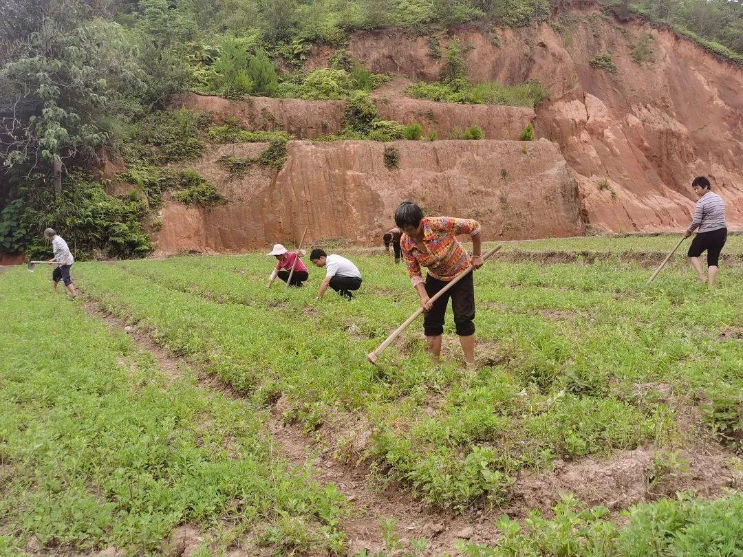 茶地鎮百姓在艾草種植基地勞作