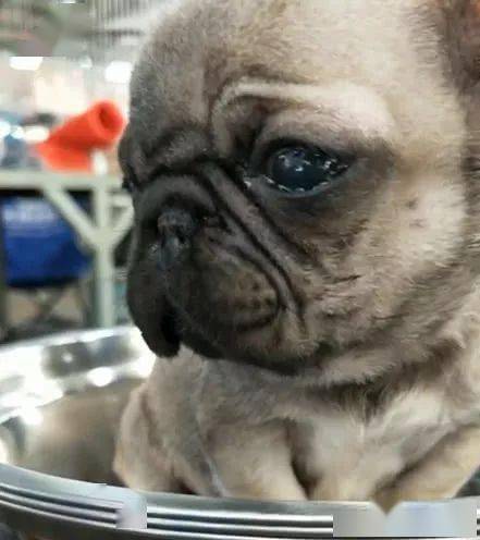 小奶狗刚刚满月就被主人带到狗市狗狗伤心的一直哭