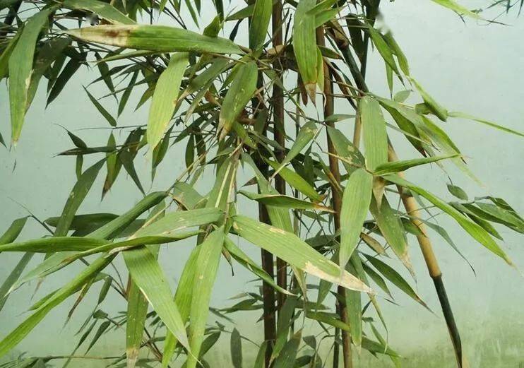 竹种类水竹