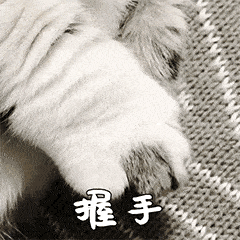 猫咪握手表情包图片
