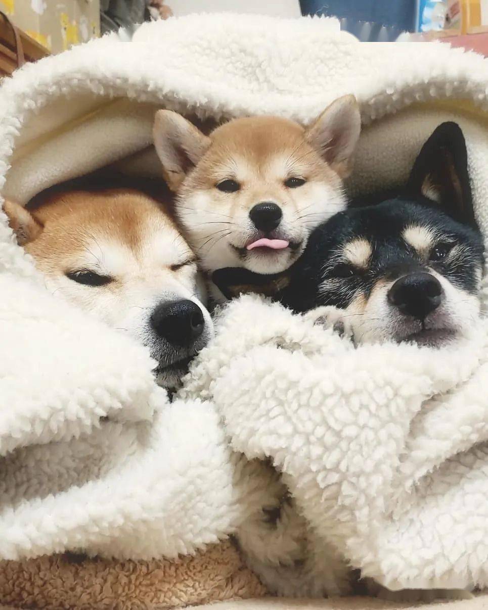 柴犬三姐妹的甜蜜日常各种合照简直就是闺蜜照模板啊