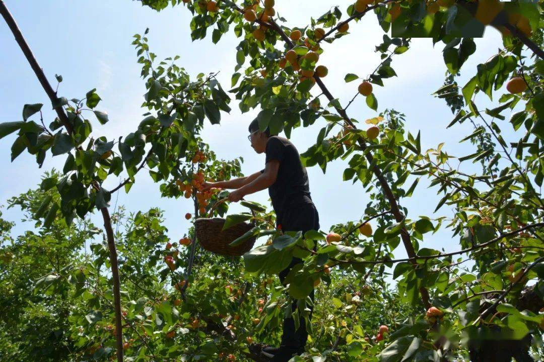 土右旗第十二届中国金杏节暨三娘子旅游文化节开幕02时光穿越四百年