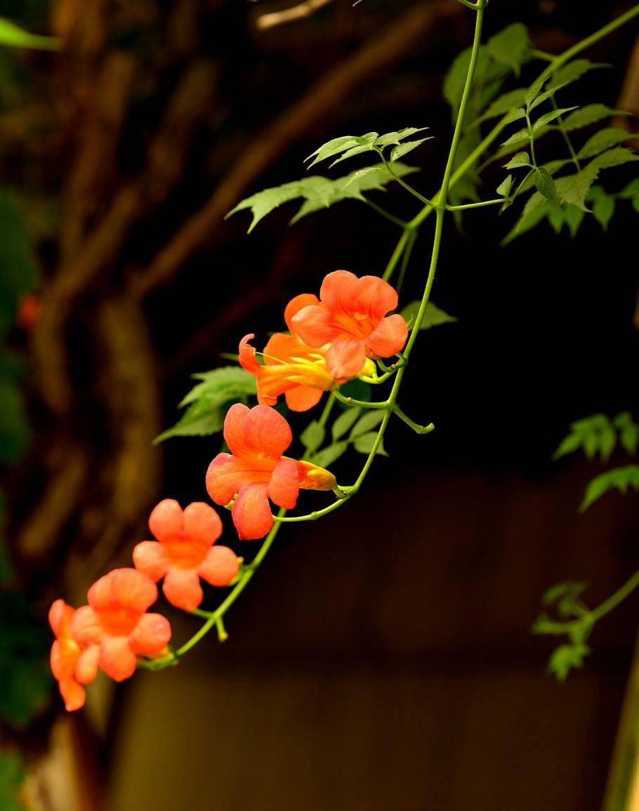 彤云高下影,鴳鸟往来声. 渌沼莲花放,炎风暑雨情.