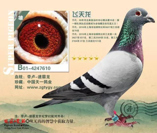 中国天一鸽业39羽基础种鸽