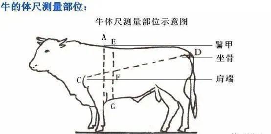 肉牛体重估算对照表图片