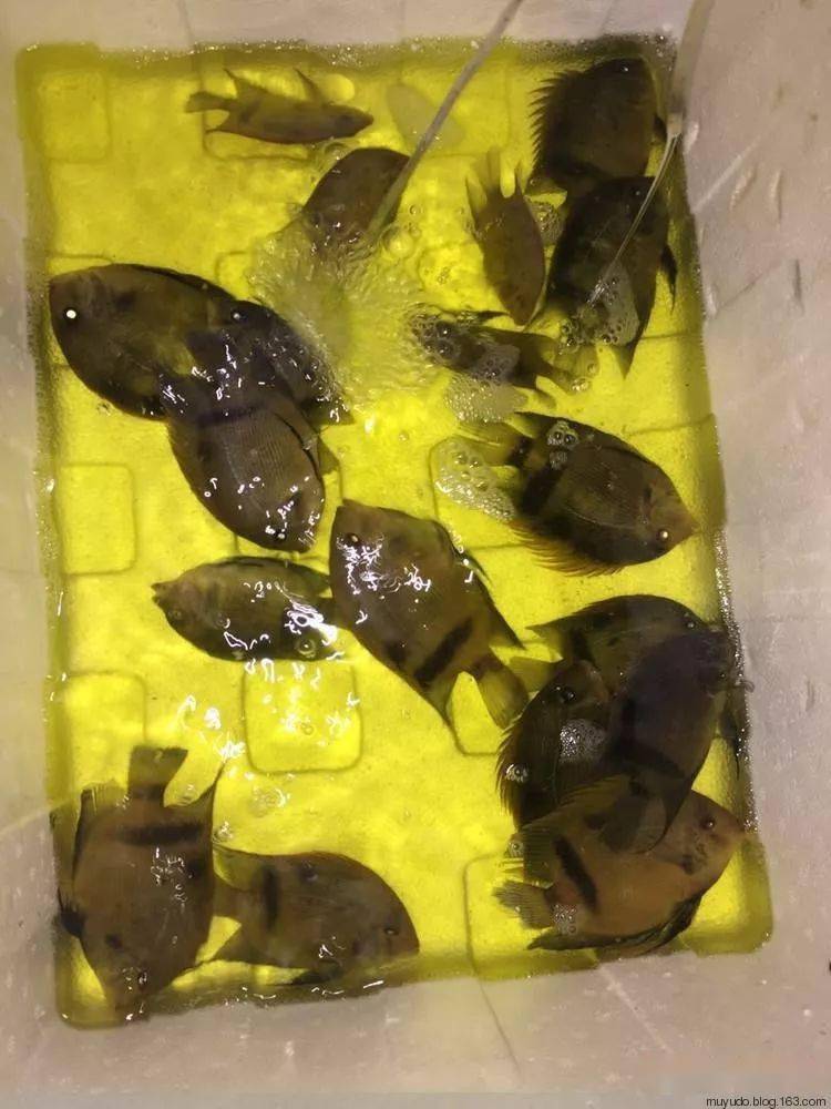 每天认识一种南美鱼|(19)黄金二线黑云