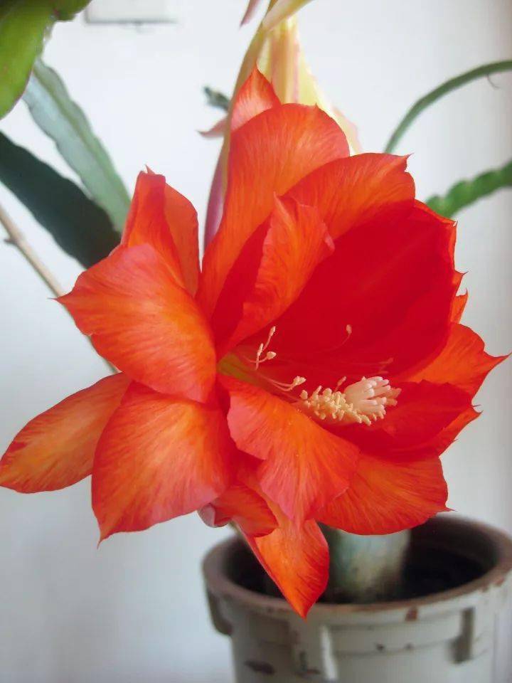 (花卉)令箭新品---金皇后