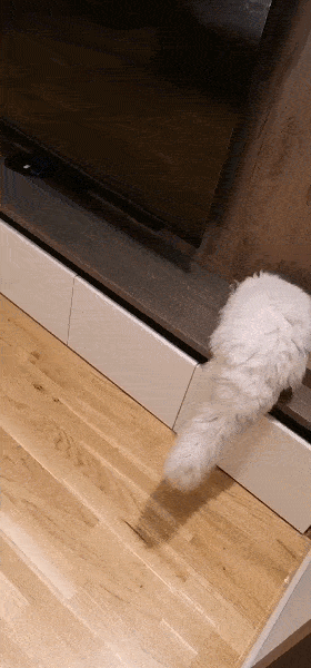 【布偶猫百科】为刚到家的幼猫建立安全空间