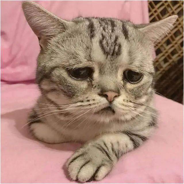 全世界最悲伤小猫,一脸委屈巴巴,好像全世界都欠它小鱼干