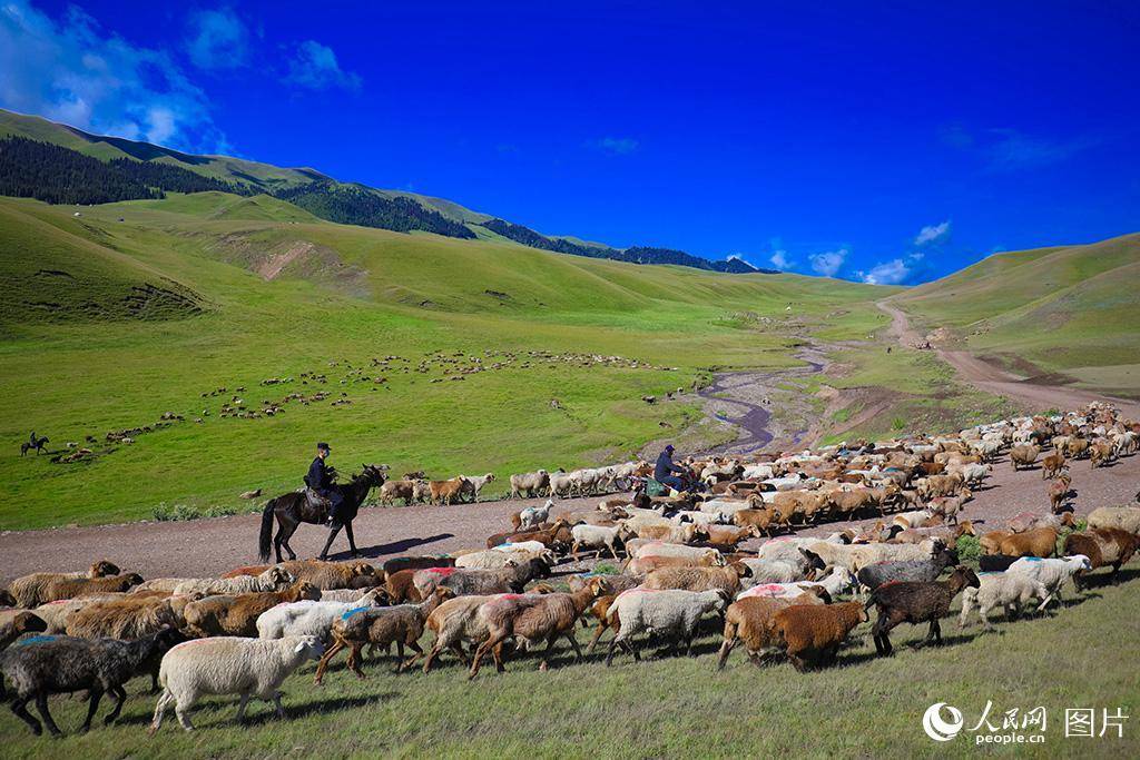 新疆伊犁:护航牧民转场