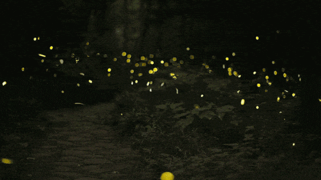 户外萤火虫奇幻夜7月25日出发日观植物智趣夜寻星星萤火