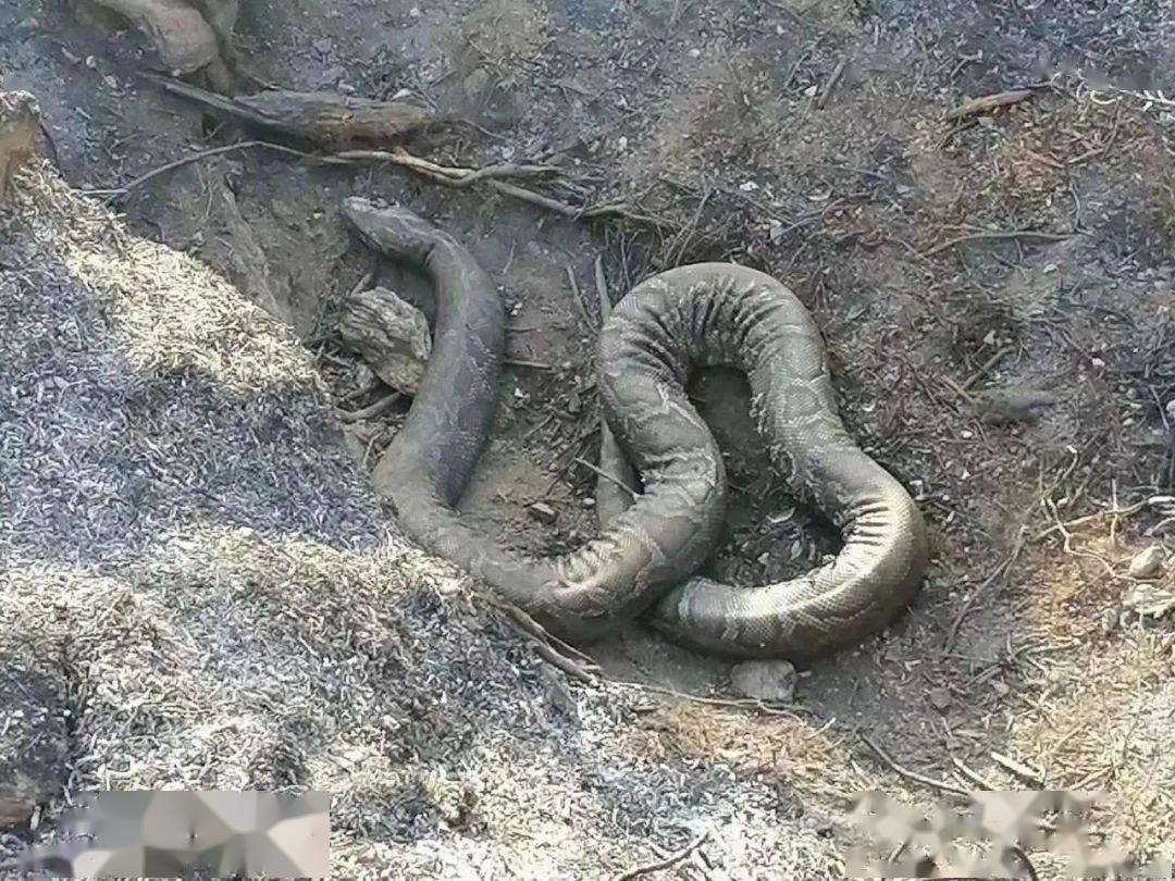 广西一山场突发山火燃烧超6小时3米大蟒蛇竟差点被烧熟