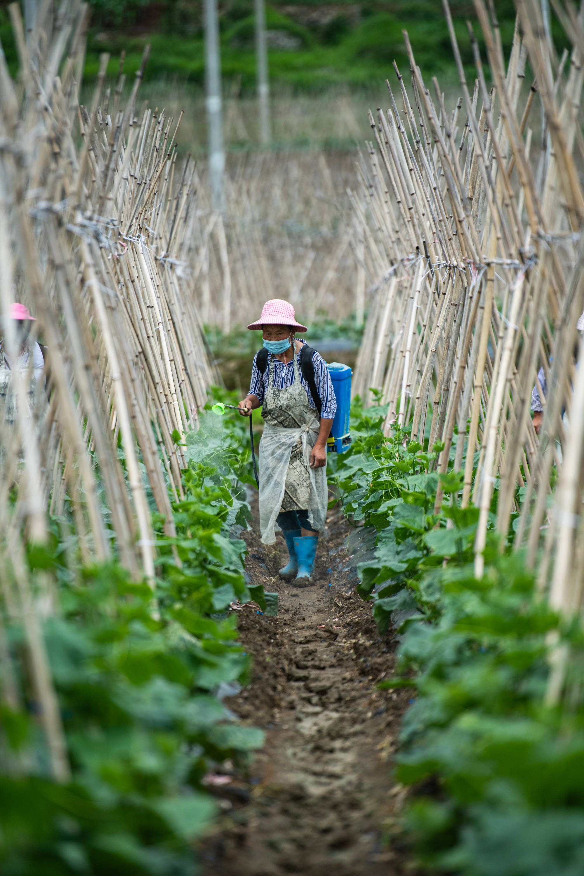 7月6日,贵州省六枝特区郎岱镇青龙村村民在田地里劳作.