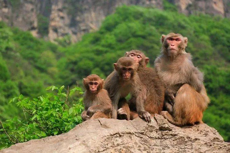 近百只野生动物在云台山放归自然!