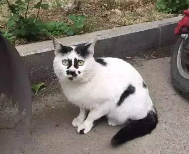 这些奇奇怪怪的喵星人照片,是上帝造猫时脑洞一开,于是就长出了