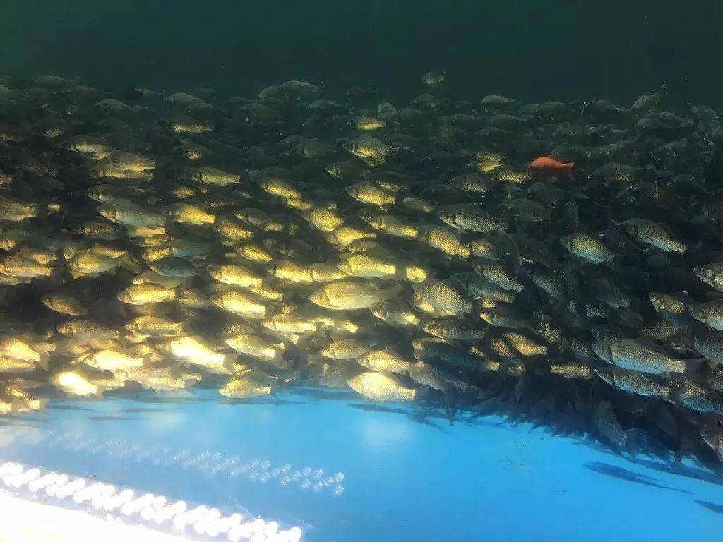 如何判断鱼层的位置?