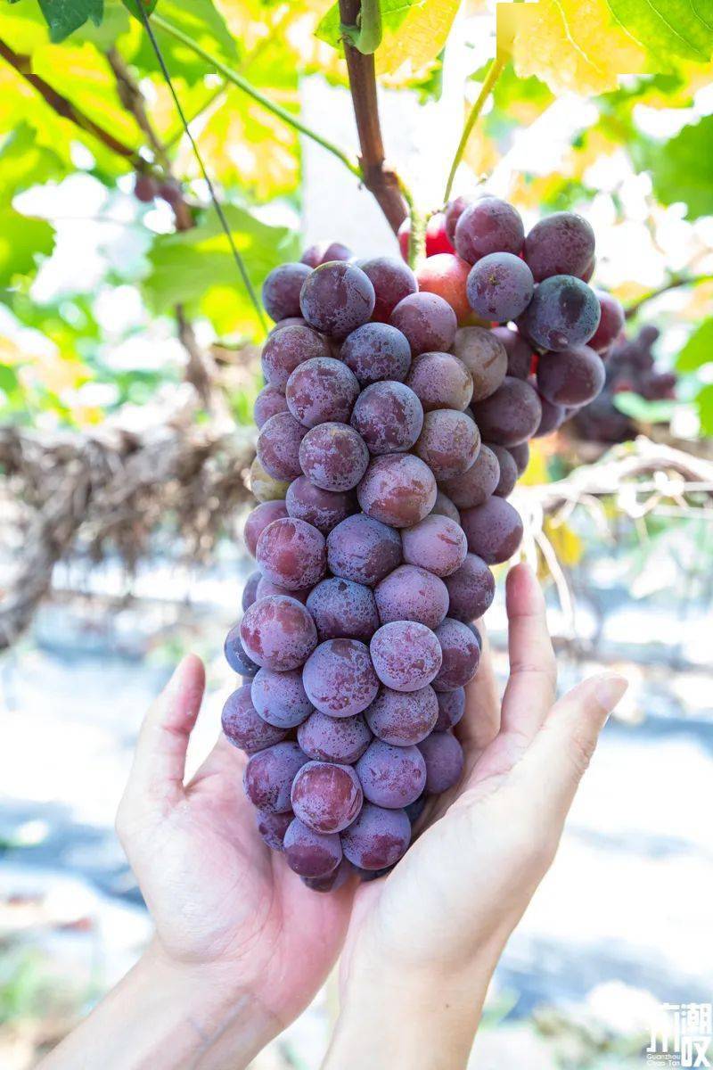 帽峰山【超大葡萄园】开啦!