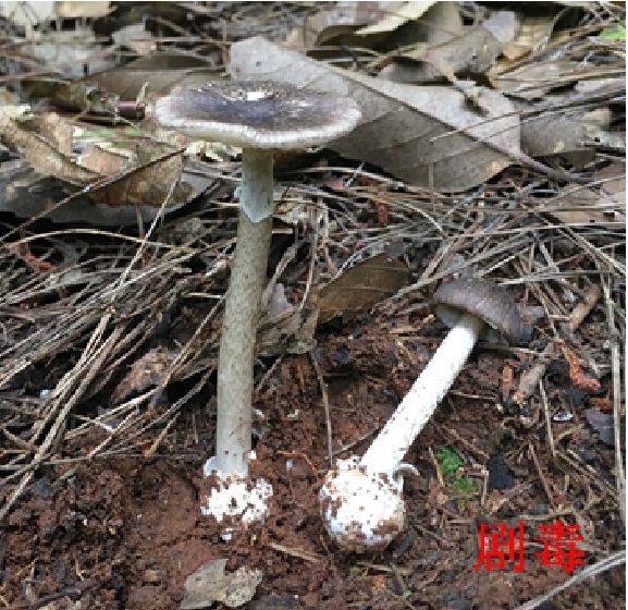 注意这些野生菌吃不得!医生这样说