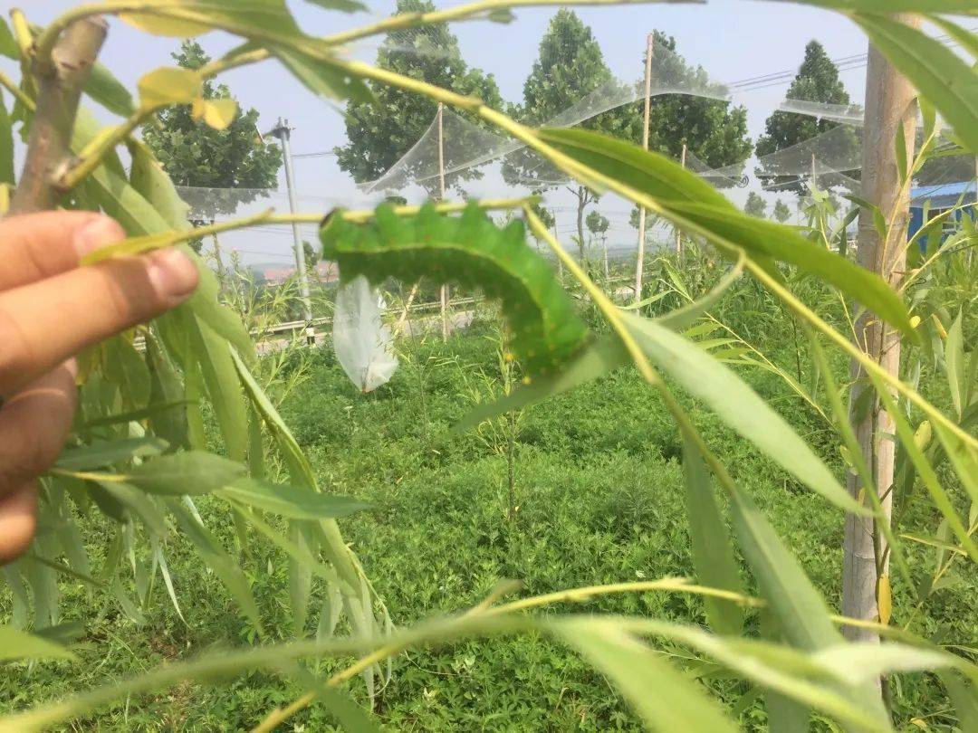 服务队到槐树庄村查看大棚修路建设和"柳蚕-食用菌-金蝉"种养模式展示