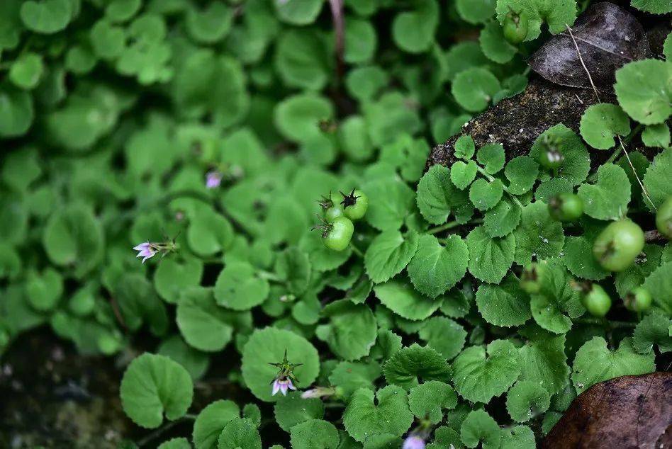畲药文化小讲堂丨集治病药膳观赏于一身的畲药铜锤玉带草