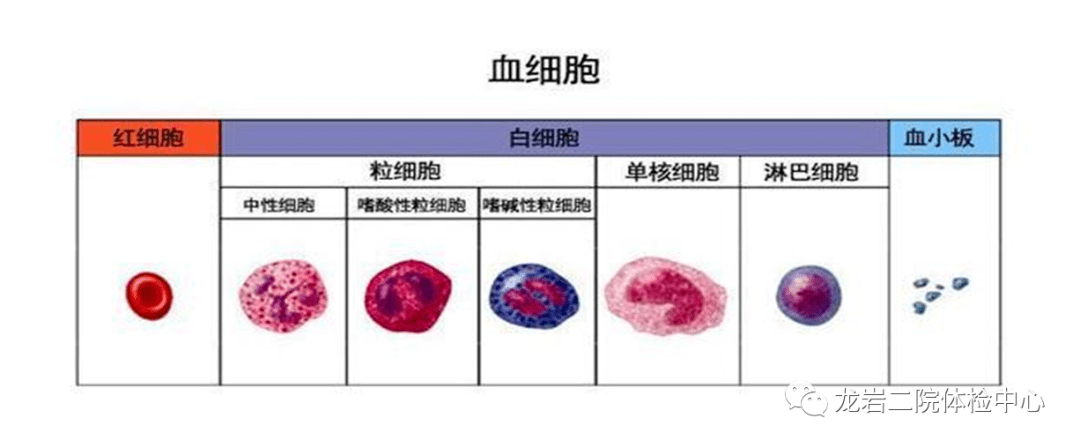 血常规报告解读_红细胞