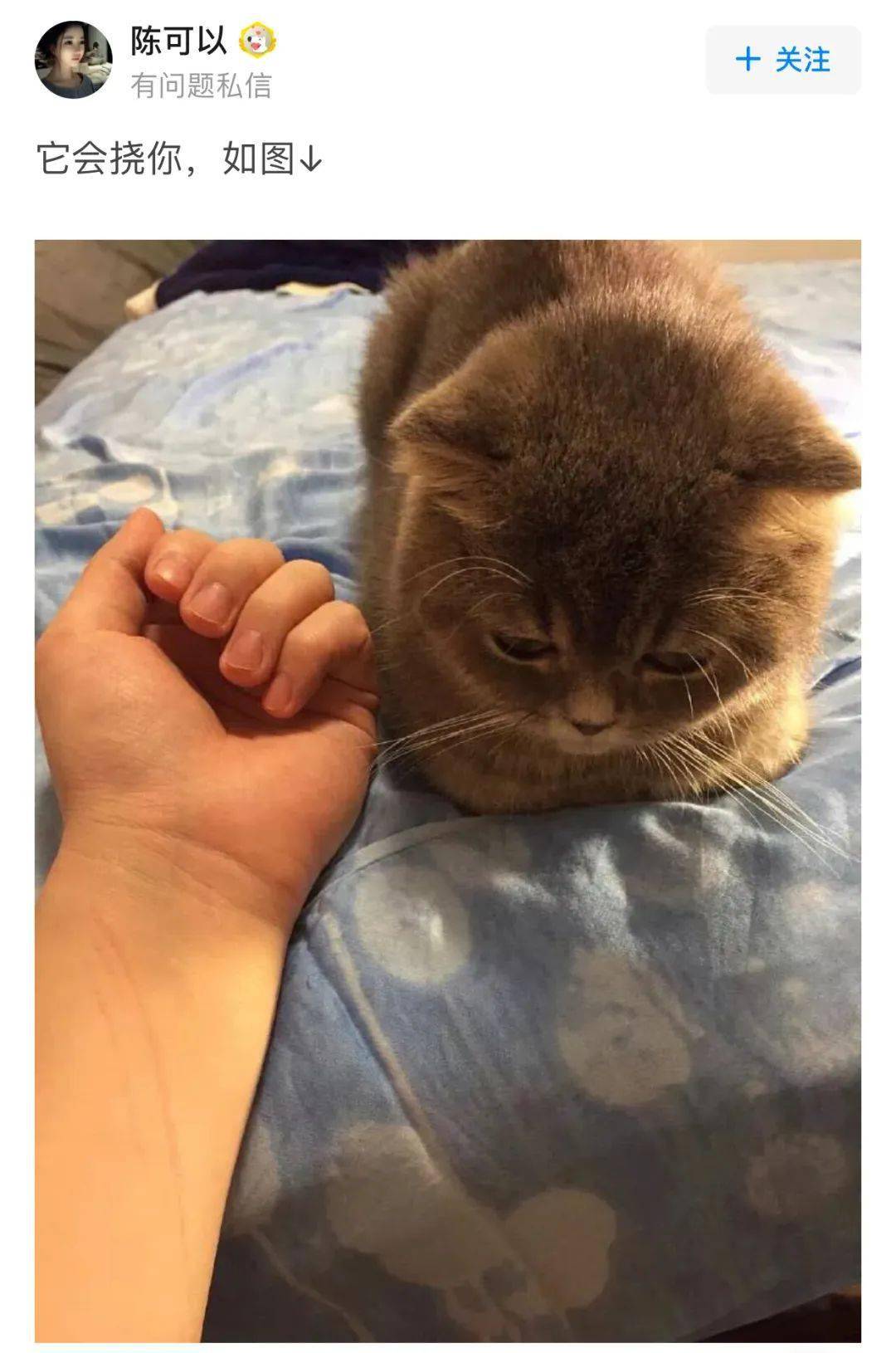 铲屎官总是手欠的把手指放到我嘴里,喵星人:每当我打哈欠的时候,来自