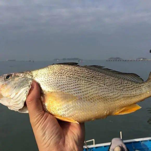 钓鱼天堂,名不虚传——珠海_珠江口