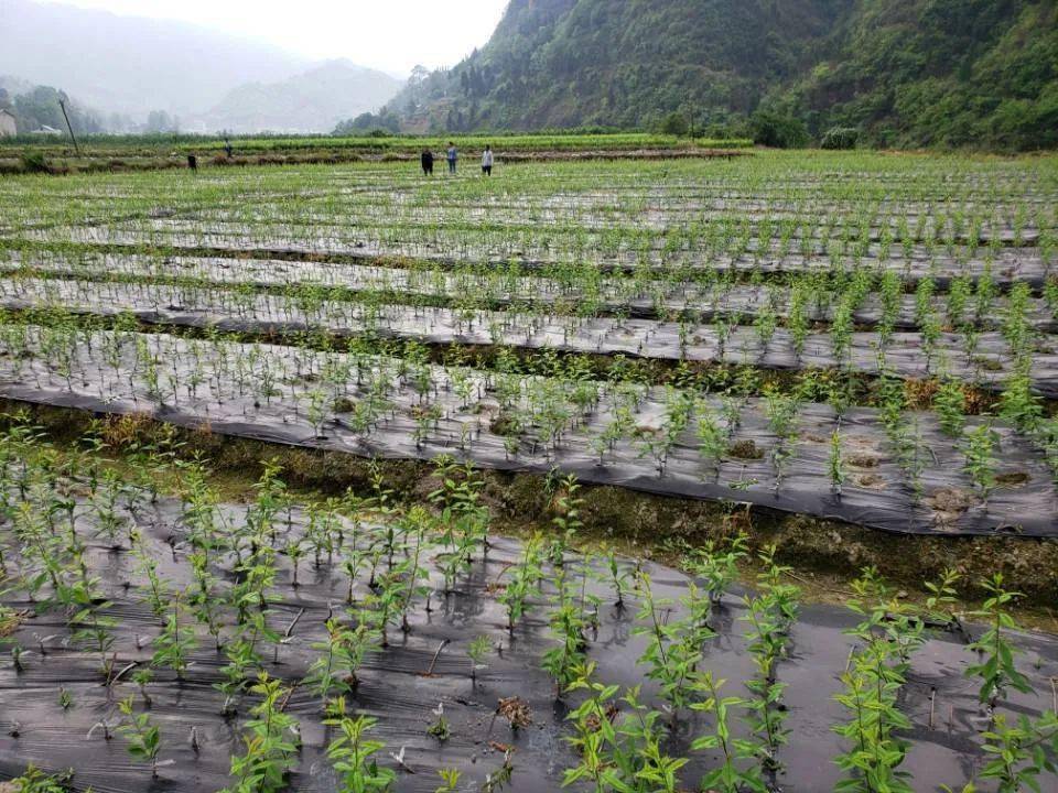 平溪镇翁岩村党建助推果子林带农增收