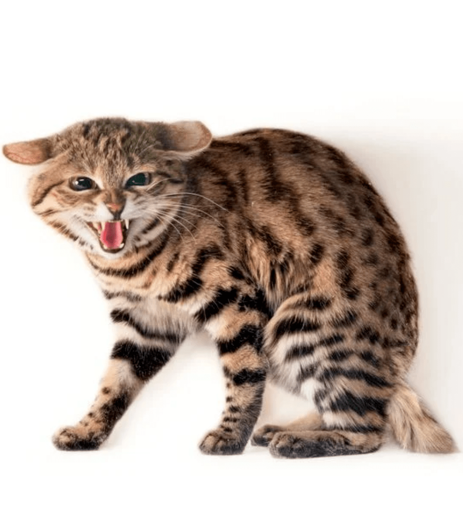 猛男必看,超萌野生猫科动物大集合,它们也可以这么可爱