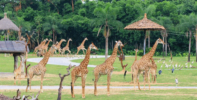 直通车来啦!动物园,必选广州长隆野生动物世界,萌帅酷!_火车