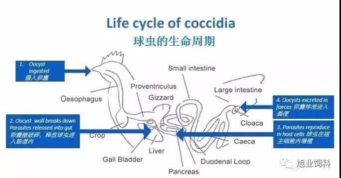 饲料禁抗后这些关于球虫的问题你一定要知道