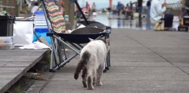 这是我见过的最孤独的猫,它的背影给我一种说不上来的感觉