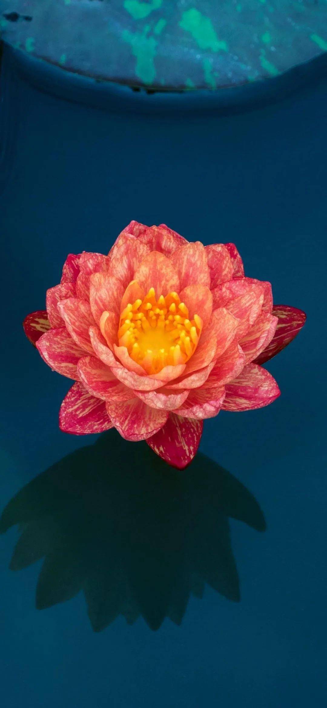 全面屏壁纸 | 超清唯美小清新壁纸