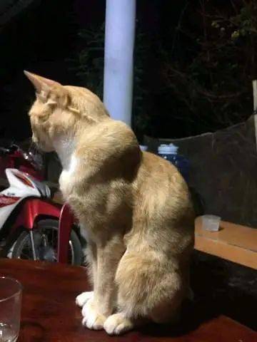 猫肌肉图片