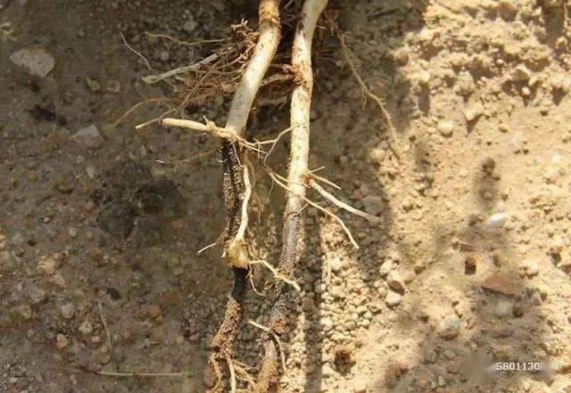 马铃薯软腐病环腐病发生规律和防治方法