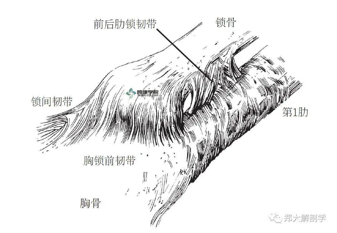 胸锁后韧带是其中最重要的韧带,连接于锁骨外下端,并为胸锁关节提供