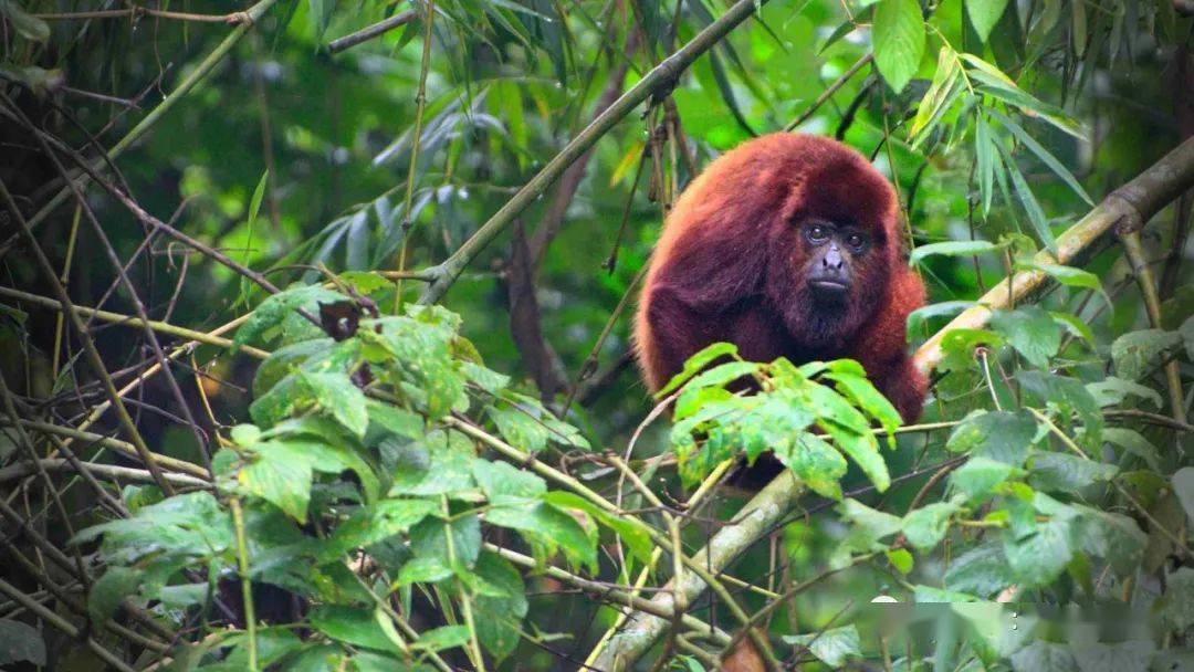 靠嗓门比武的新世界猴-红吼猴