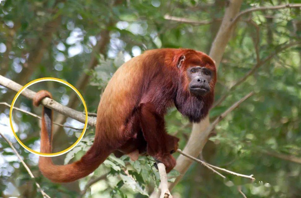 靠嗓门比武的新世界猴-红吼猴