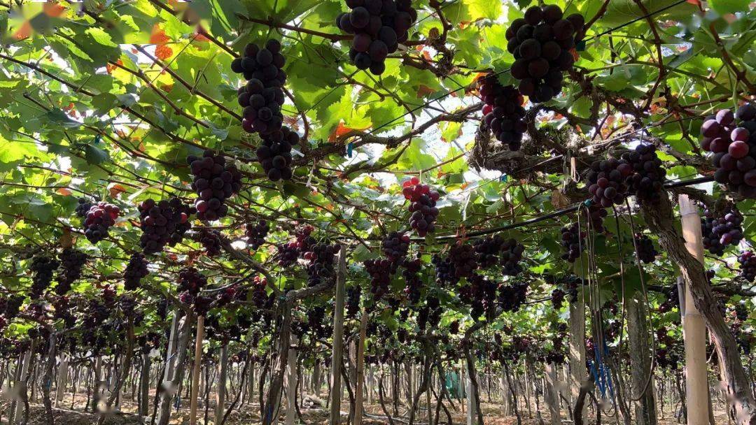 学习强国丨福安葡萄:"甜蜜果"圆了致富梦
