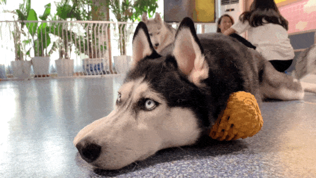 哈哈日常谁说我们家的二哈不够纯南瓜篇