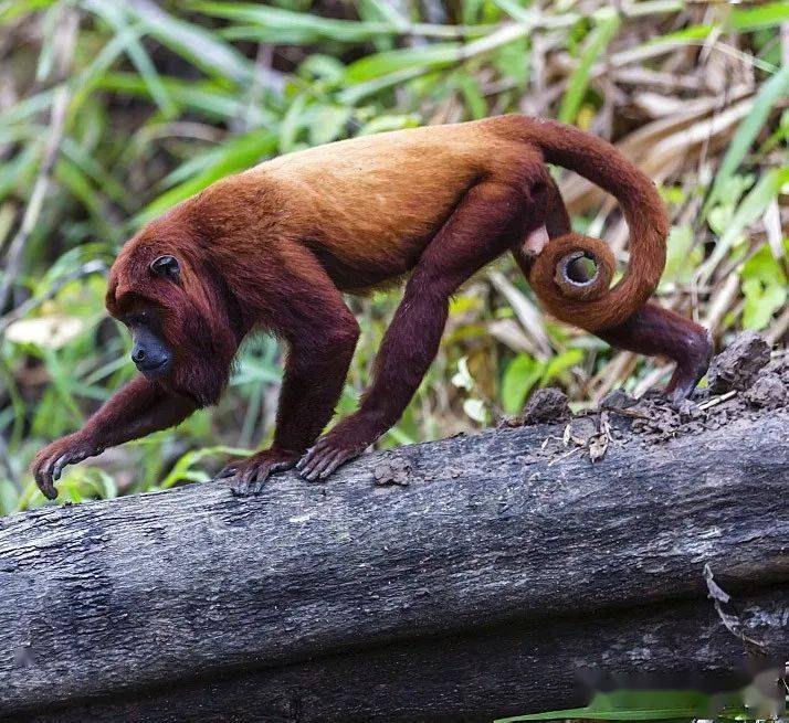 靠嗓门比武的新世界猴-红吼猴