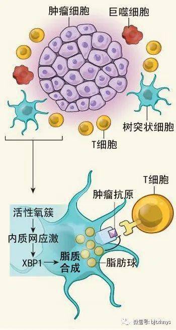 荣和堂免疫疗法免疫细胞是人体最好的医生它强你就强七大行为会摧毁它